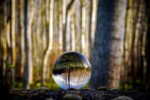 glass sphere, forest, trees-7986102.jpg