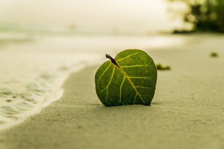beach, leaf, green leaf-394503.jpg