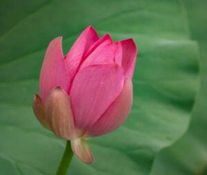 lotus, flower, plant, bloom, flora, blossom, petals, pink-9910569.jpg
